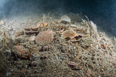 Empty and broken scallop shells are pictured on the seabed, possibly due to the raking action of dredges in Lyme Bay Scotland