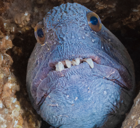 A grey-violet wolffish peeks out from a rocky crevice. It has scary almsot vampire-looking teeth and a downturned mouth. It looks scary and has large eyes with amber irises.