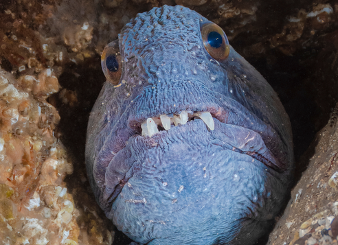 A grey-violet wolffish peeks out from a rocky crevice. It has scary almsot vampire-looking teeth and a downturned mouth. It looks scary and has large eyes with amber irises.