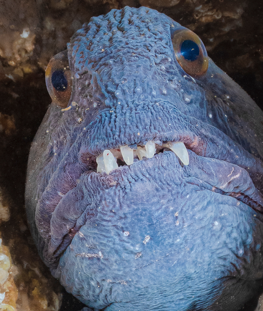 Wolffish (Atlantic)