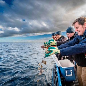 Volunteers and staff members from the DEEP project (Dornoch Environmental Enhancement Project) scatter native oysters from a boat.