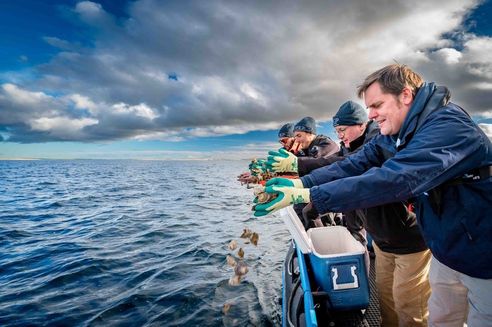 Volunteers and staff members from the DEEP project (Dornoch Environmental Enhancement Project) scatter native oysters from a boat.