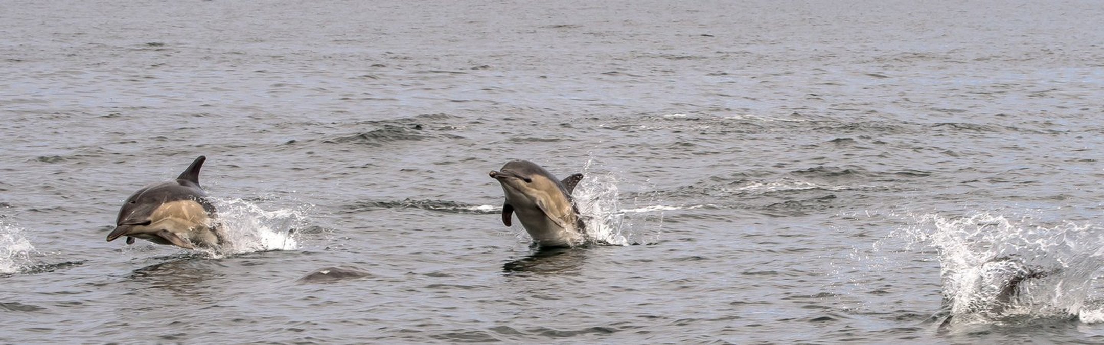 A pod of bottlenose dolphins leaping out of the water. Two can be seen partially submerged while a third looks to have splashed back under the waves.