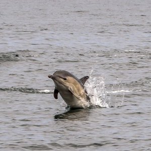 A pod of bottlenose dolphins leaping out of the water. Two can be seen partially submerged while a third looks to have splashed back under the waves.