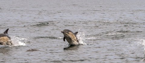 A pod of bottlenose dolphins leaping out of the water. Two can be seen partially submerged while a third looks to have splashed back under the waves.