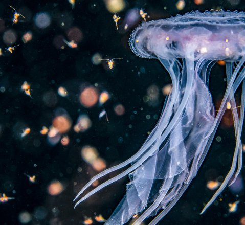 A bioluminescent jellyfish shown in dark Scottish waters. It's bell can barely be seen in the dark while its tentacles glow translucent white. There is flecks of bioluminescent matter in the water glowing orange.