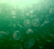 Moon jellyfish