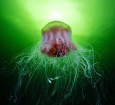 A large lion's mane jellyfish with a reddish-brown bell and long, white, flowing tentacles, swimming in green-lit water.