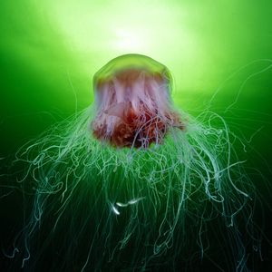 A large lion's mane jellyfish with a reddish-brown bell and long, white, flowing tentacles, swimming in green-lit water.
