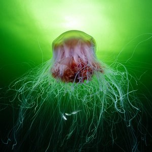 A large lion's mane jellyfish with a reddish-brown bell and long, white, flowing tentacles, swimming in green-lit water.