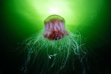 A large lion's mane jellyfish with a reddish-brown bell and long, white, flowing tentacles, swimming in green-lit water.
