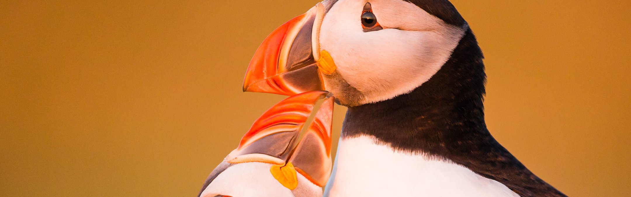 Atlantic puffins preening one another on Skomer Island, Wales. The backdrop is golden while one puffin nudges the underside of the others beak in a beautiful embrace.