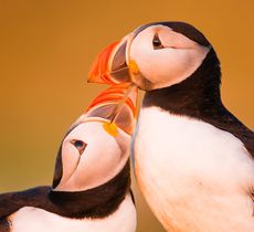 Atlantic (common) puffin
