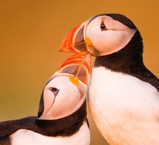 Atlantic puffins preening one another on Skomer Island, Wales. The backdrop is golden while one puffin nudges the underside of the others beak in a beautiful embrace.