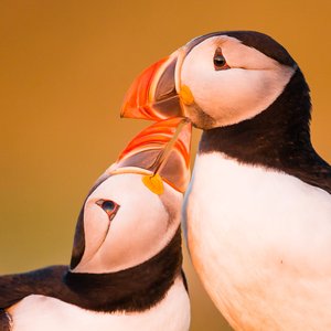 Atlantic puffins preening one another on Skomer Island, Wales. The backdrop is golden while one puffin nudges the underside of the others beak in a beautiful embrace.