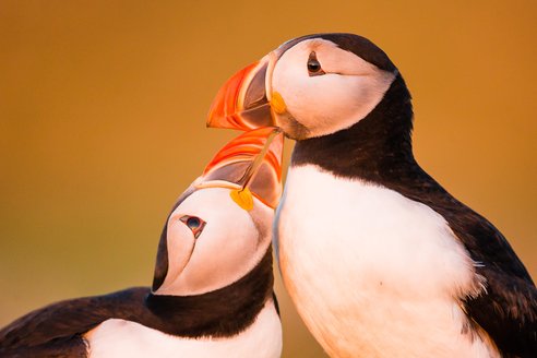 Atlantic puffins preening one another on Skomer Island, Wales. The backdrop is golden while one puffin nudges the underside of the others beak in a beautiful embrace.