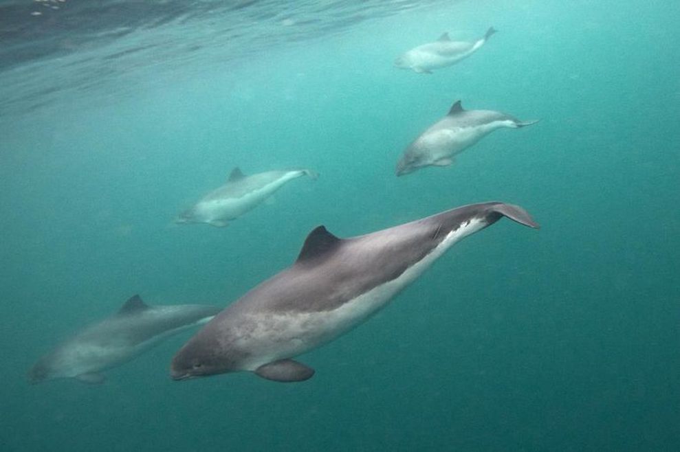 5 harbour porpoises swimming in formation facing left. They are all separate distances from the camera with the one in the middle closest. In the top left the ocean surface can be seen.