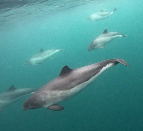 5 harbour porpoises swimming in formation facing left. They are all separate distances from the camera with the one in the middle closest. In the top left the ocean surface can be seen.