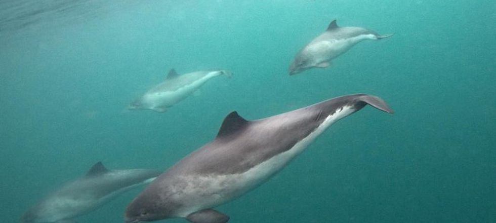 5 harbour porpoises swimming in formation facing left. They are all separate distances from the camera with the one in the middle closest. In the top left the ocean surface can be seen.
