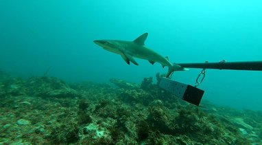 Juvenile caribbean reef shark. a baited remote underwater video system can be seen to the right.