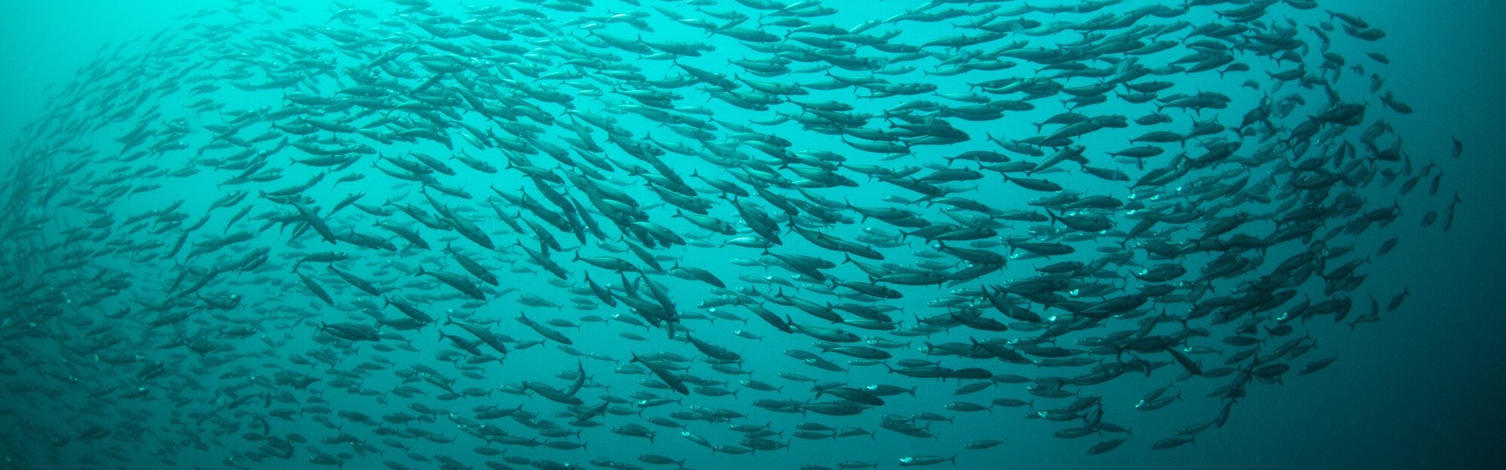 Shoaling mackerel against a deep teal Scottish sea backdrop.