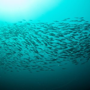 Shoaling mackerel against a deep teal Scottish sea backdrop.