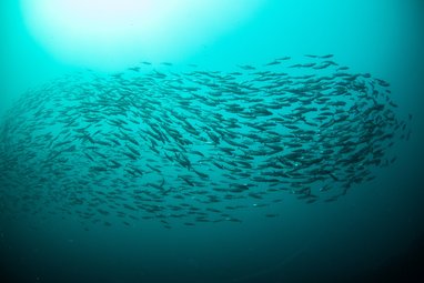 Shoaling mackerel against a deep teal Scottish sea backdrop.