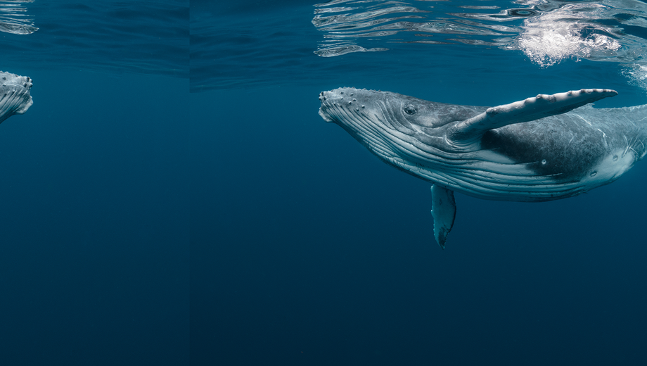 Humpback Whale
