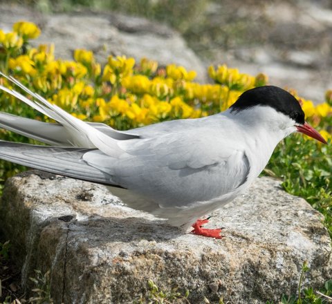 An Arctic tern perches on a rock on a coastal cliff with yellow flowers in the background. Its body is white, its head is black and it has a red beak and feet.
