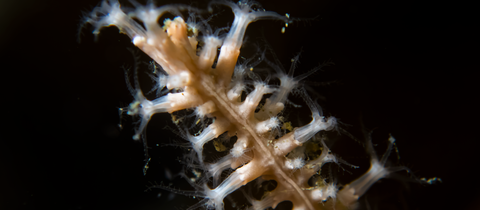 Pink sea fan