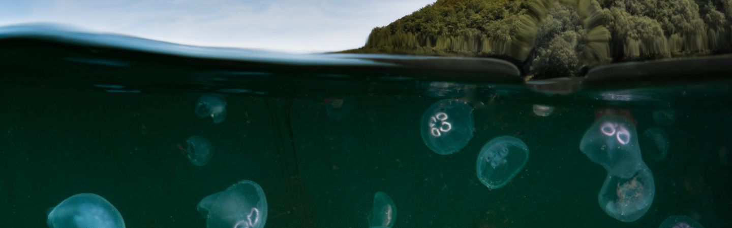A bloom of moon jellyfish. Half the shot is underwater showing the jellyfish bloom while the top half is above the water. There is a clif face on the right hand side in the background