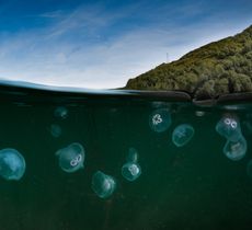 A bloom of moon jellyfish. Half the shot is underwater showing the jellyfish bloom while the top half is above the water. There is a clif face on the right hand side in the background