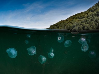 A bloom of moon jellyfish. Half the shot is underwater showing the jellyfish bloom while the top half is above the water. There is a clif face on the right hand side in the background
