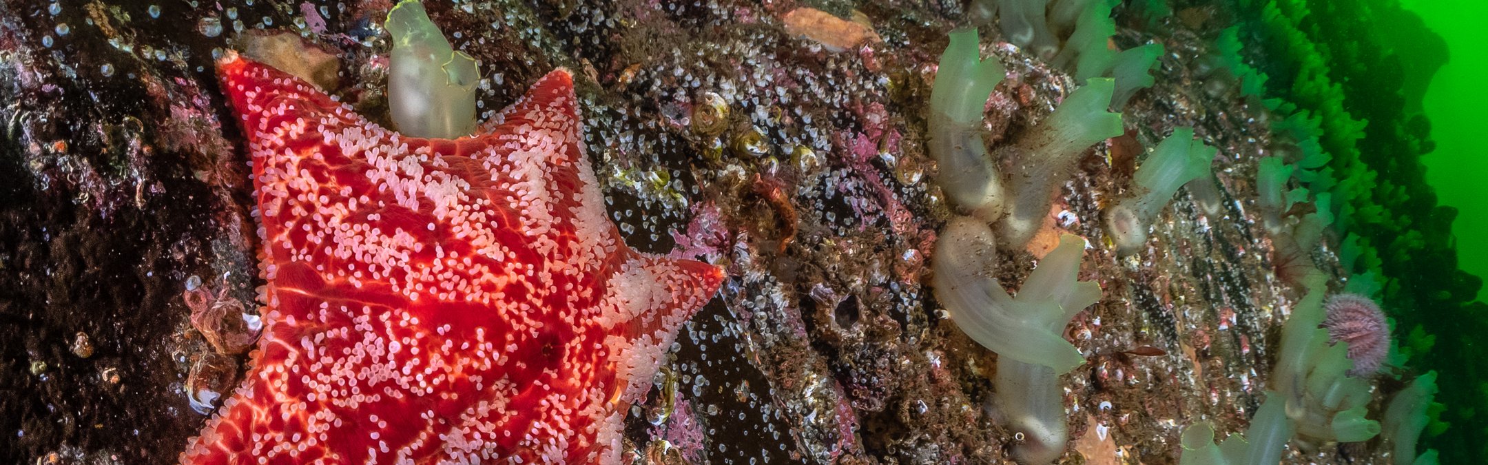 Cushion star