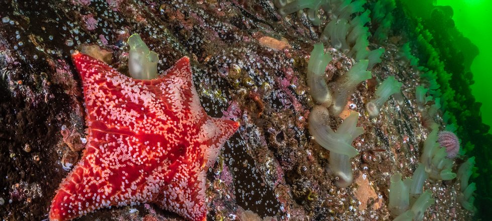 A red cushion star can be seen clinging to the side of an underwater rock face. It has five thick legs and is dappled white. It looks squishy, like a cushion.