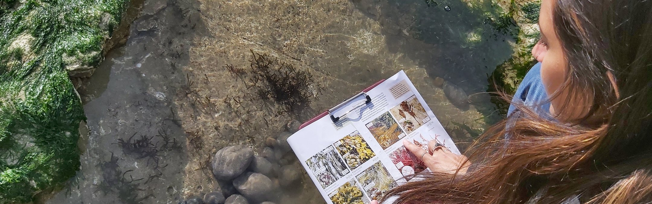A person with long brown hair, wearing a black jacket and blue jeans, is kneeling by a rocky shore and looking at a guide book for identifying seaweed