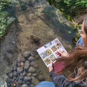 A person with long brown hair, wearing a black jacket and blue jeans, is kneeling by a rocky shore and looking at a guide book for identifying seaweed