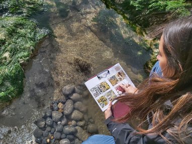 A person with long brown hair, wearing a black jacket and blue jeans, is kneeling by a rocky shore and looking at a guide book for identifying seaweed