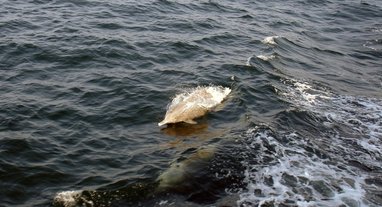 A camera shot of an indo-pacific humpback dolphin swimming along the surface of the sea.