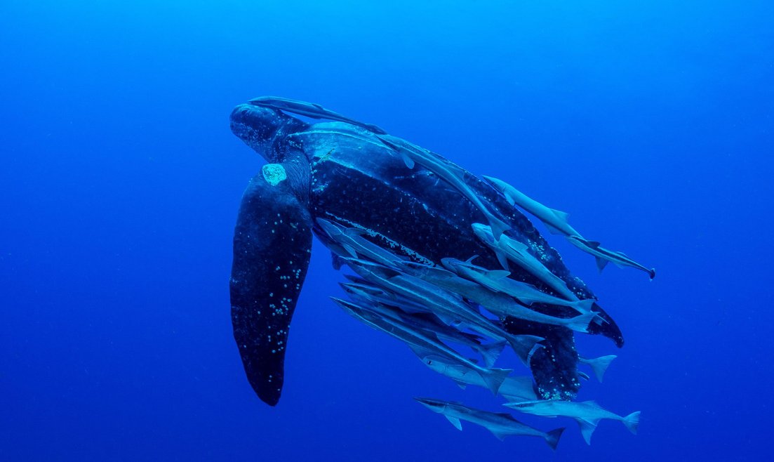 A leatherback turtle swimming upwards in a vibrant blue ocean, it is surrounded by remora fish and it's shell ridges running lengthways can be seen