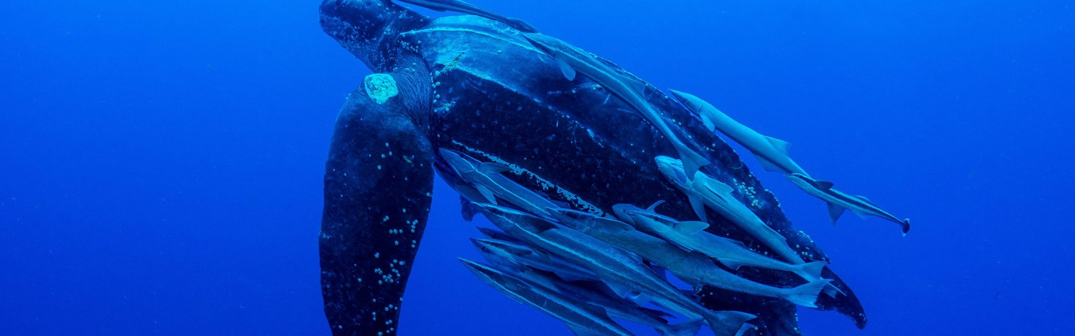 Leatherback turtle