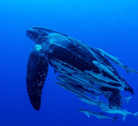 A leatherback turtle swimming upwards in a vibrant blue ocean, it is surrounded by remora fish and it's shell ridges running lengthways can be seen