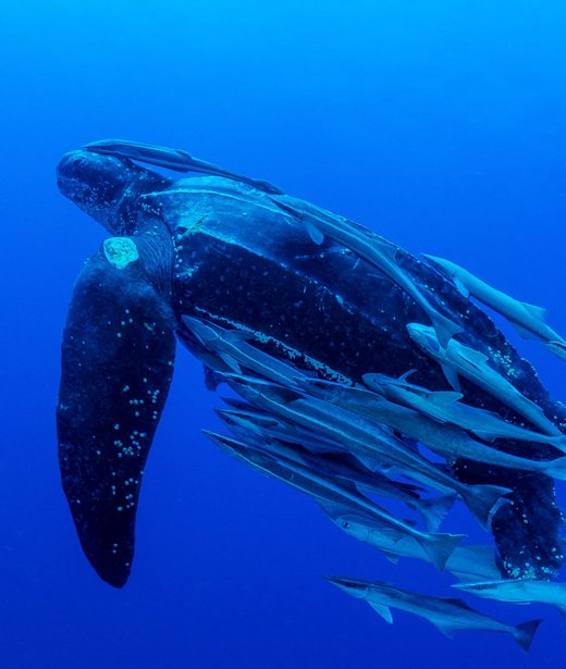 Leatherback turtle