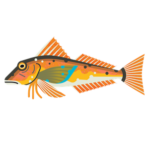 Tub gurnard