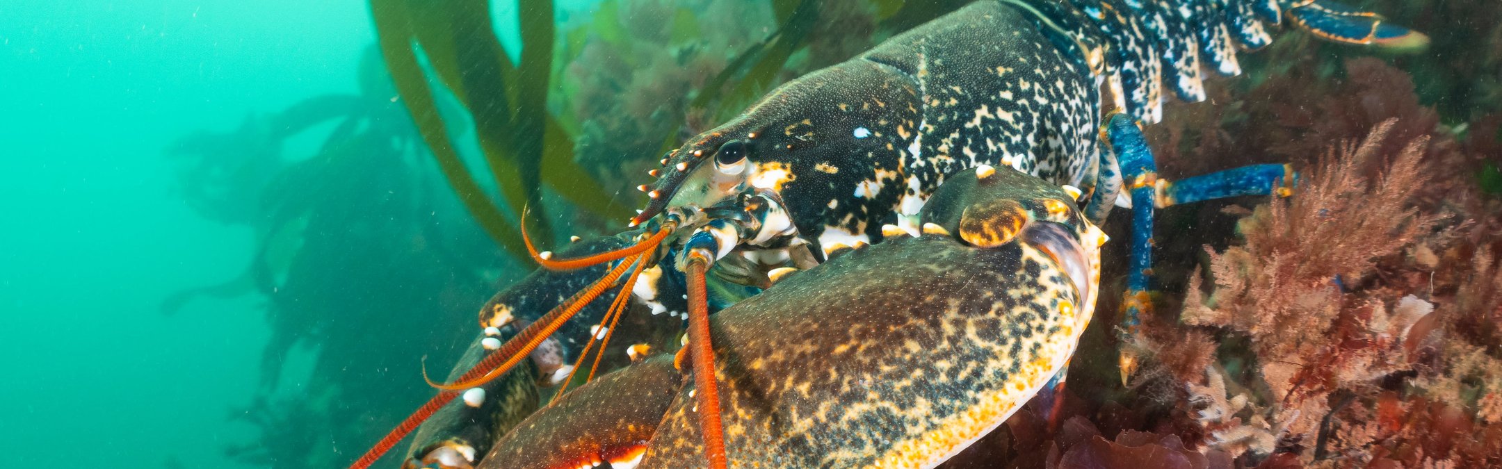 Lobster (common, European)