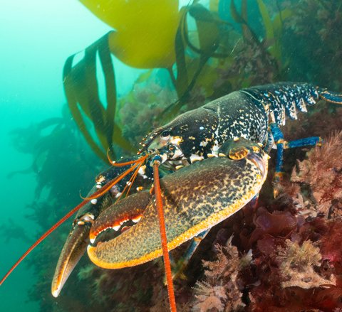 A common lobster in Oddicombe, Torbay with the photo taken side-on. Its blue colouring can clearly be seen on it's back legs, while its front claws are orange/cream and dappled grey. It's long orange antennae can be clearly seen.