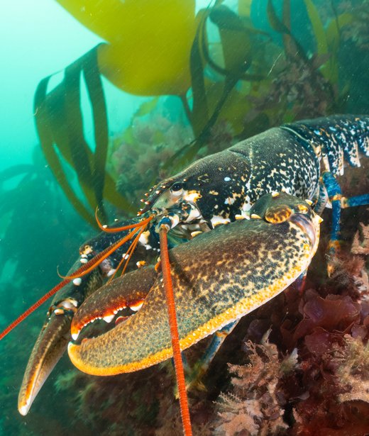 Lobster (common, European)