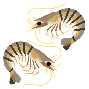Brown shrimp