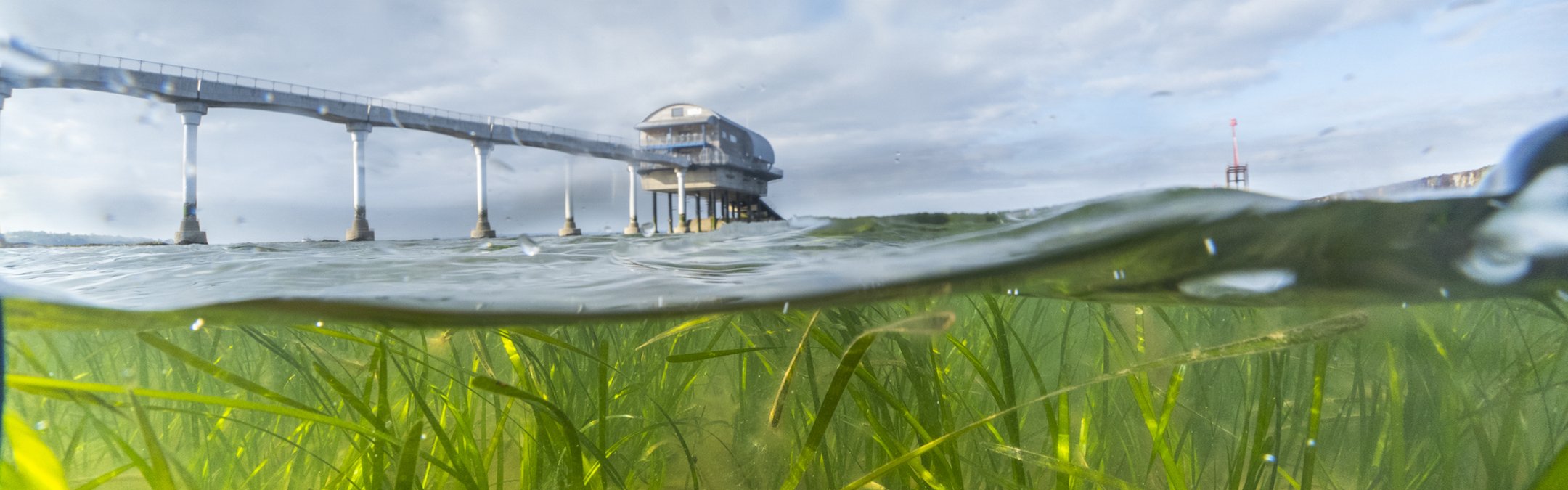 In a split below/above the waves image, seagrass can be seen swaying under a slightly choppy ocean. In the distance we can see Bembridge Lifeboat Station and the oversea walkway to it.