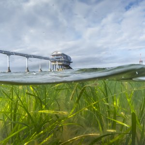 In a split below/above the waves image, seagrass can be seen swaying under a slightly choppy ocean. In the distance we can see Bembridge Lifeboat Station and the oversea walkway to it.